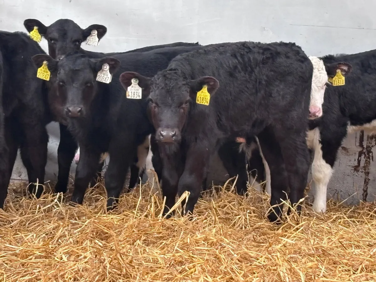 9 top quality Angus & Hereford calves for sale - Image 4