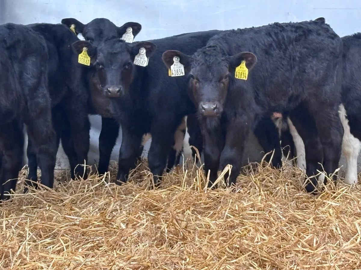 9 top quality Angus & Hereford calves for sale - Image 2