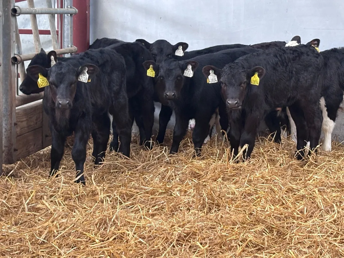 9 top quality Angus & Hereford calves for sale - Image 1