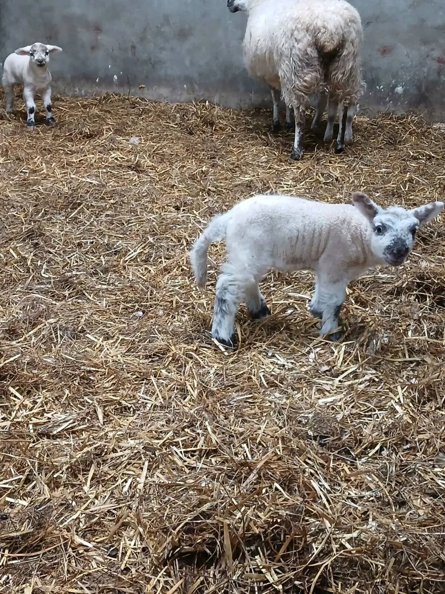 Pet lambs