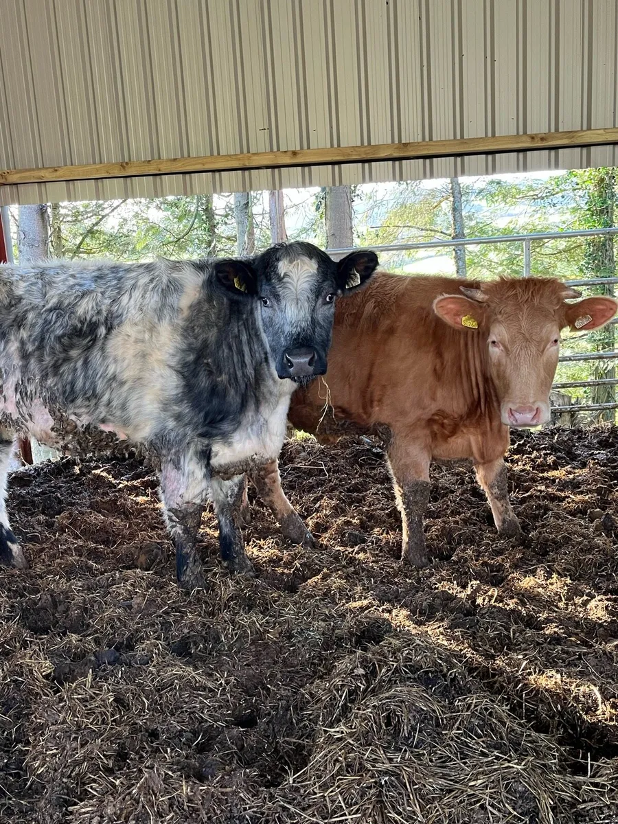 Organic bulling heifers - Image 1