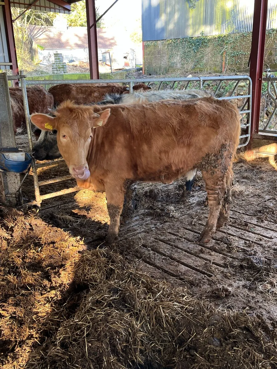 Organic bulling heifers - Image 3