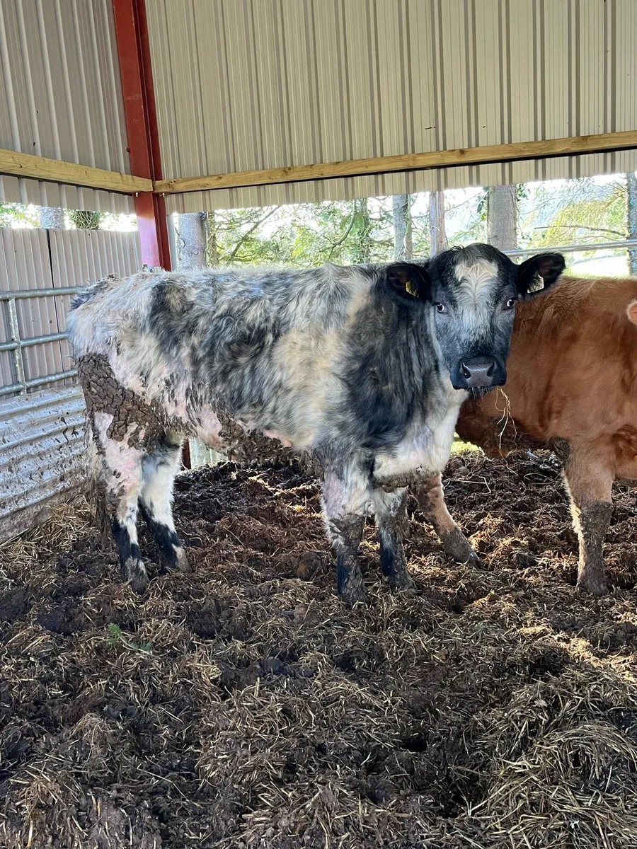 Organic bulling heifers - Image 2