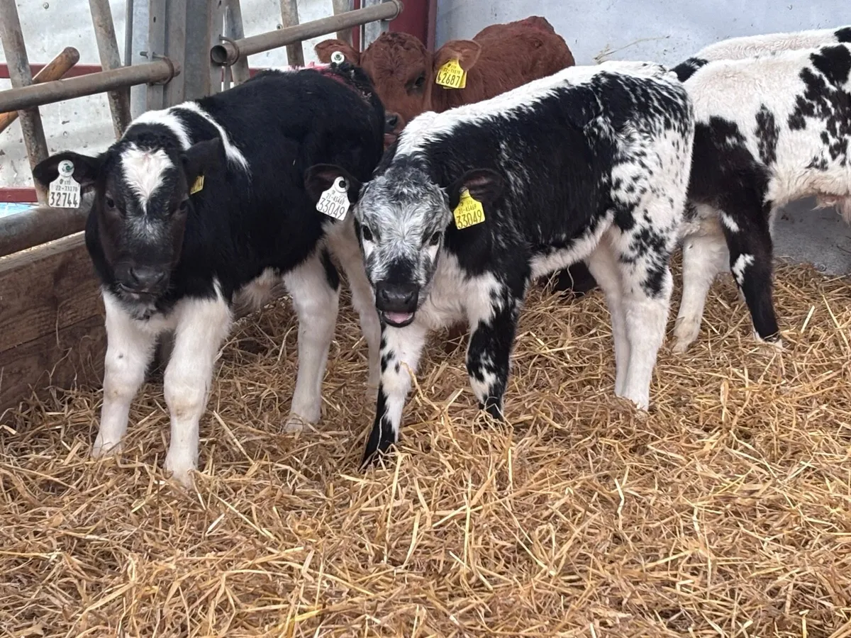 6 Belgium blue & Limision calves for sale - Image 2
