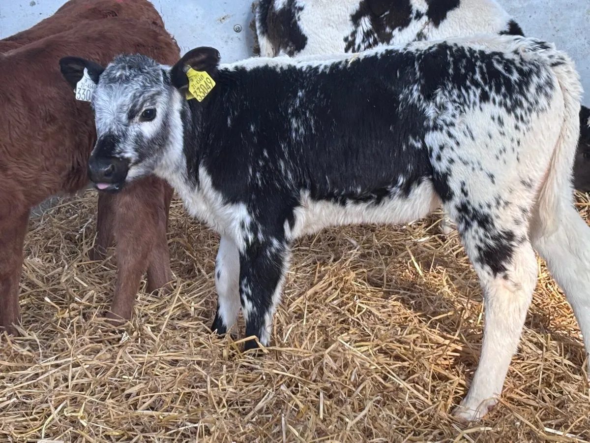 6 Belgium blue & Limision calves for sale - Image 1