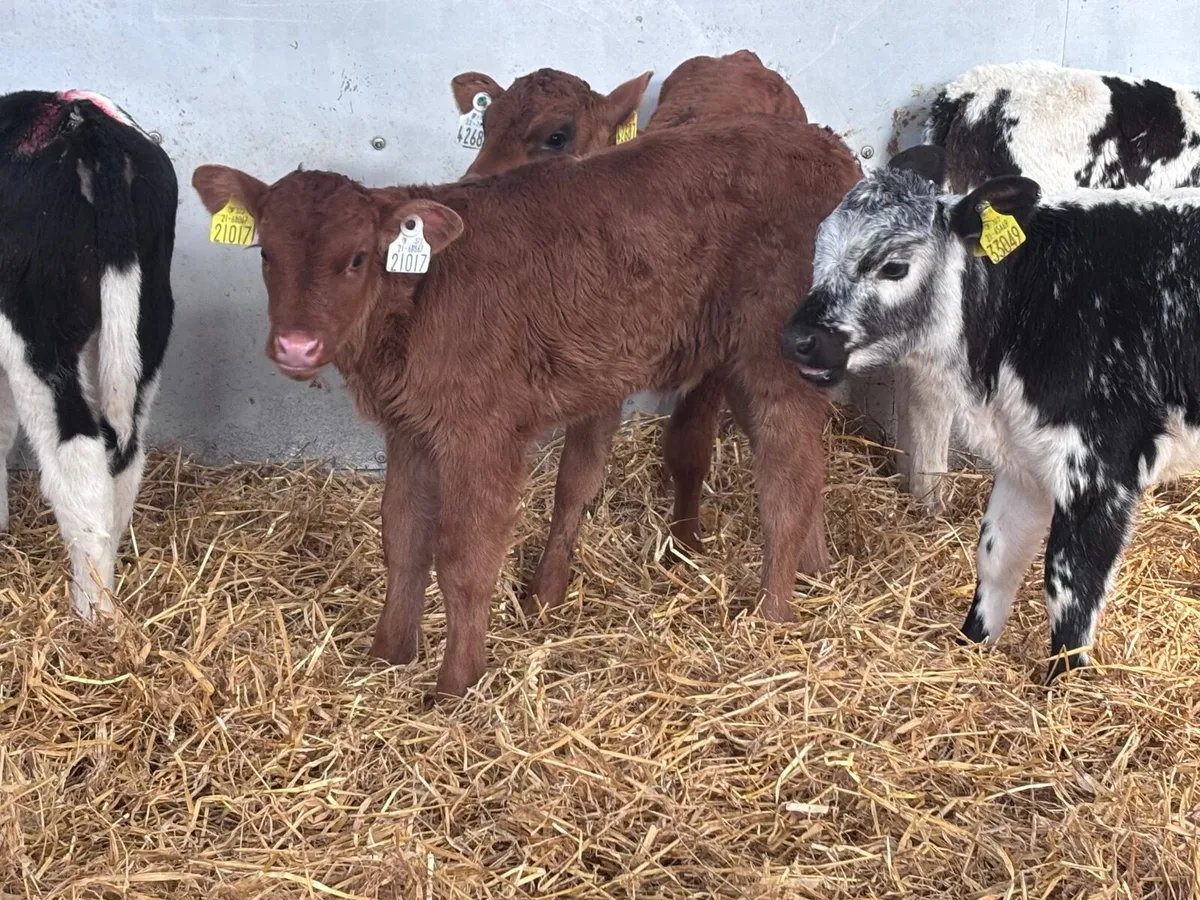 6 Belgium blue & Limision calves for sale - Image 3