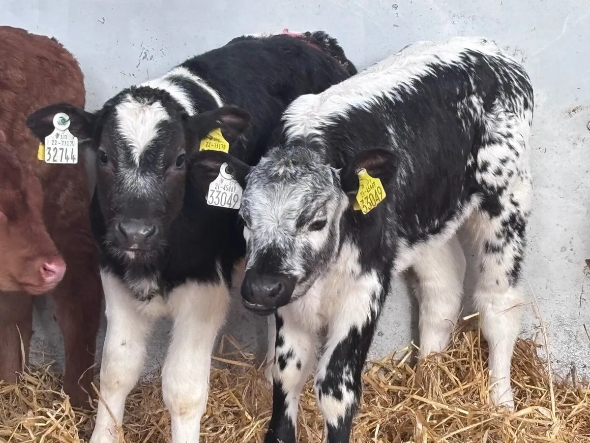 6 Belgium blue & Limision calves for sale - Image 4