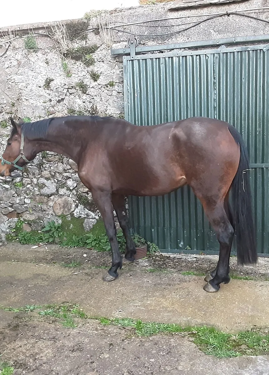 Tb Filly - Image 2