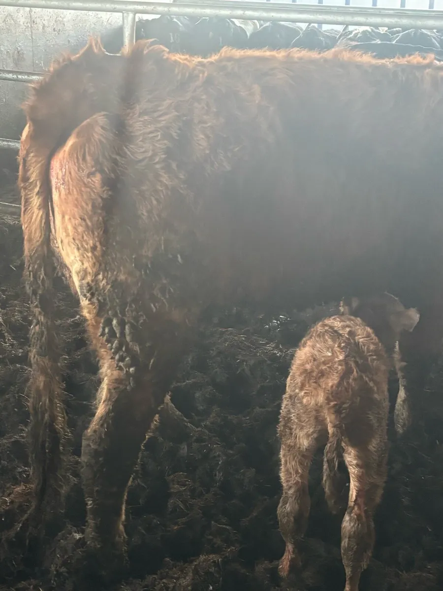 ⭐️⭐️SUPER LIMOUSINE SPRINGER⭐️⭐️ - Image 4