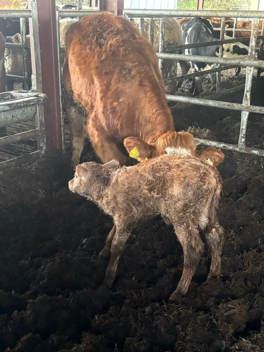 ⭐️⭐️SUPER LIMOUSINE SPRINGER⭐️⭐️ - Image 3