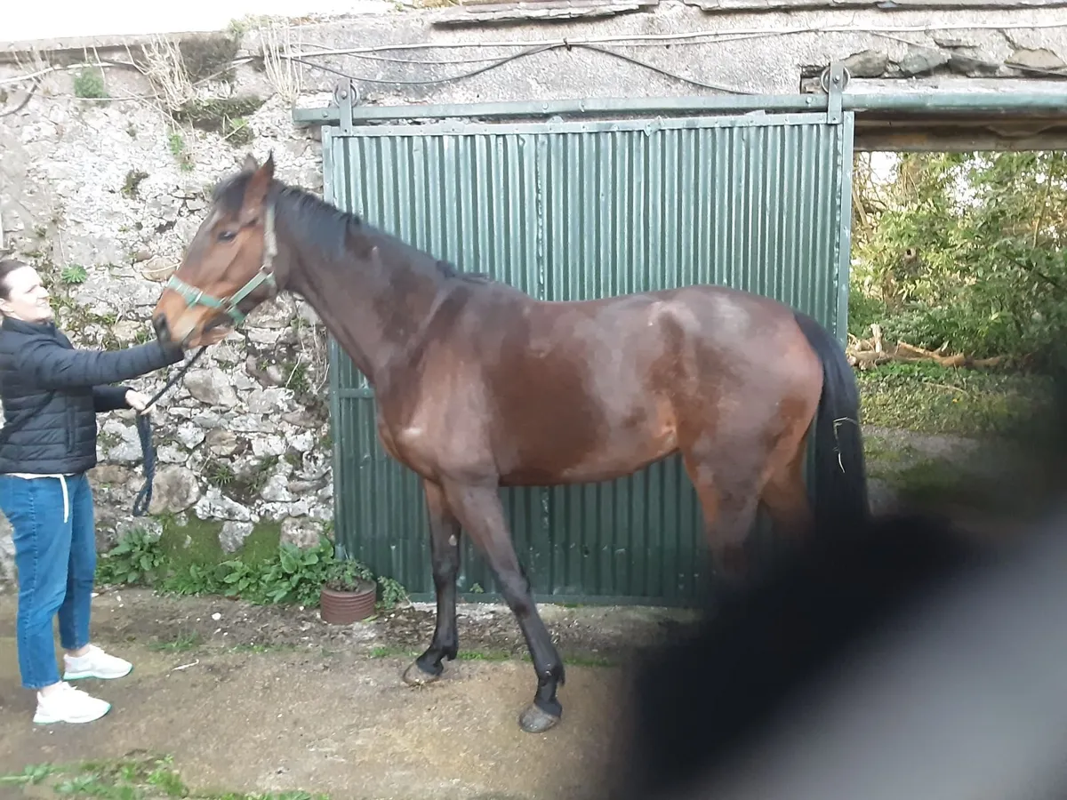 Tb Filly - Image 4