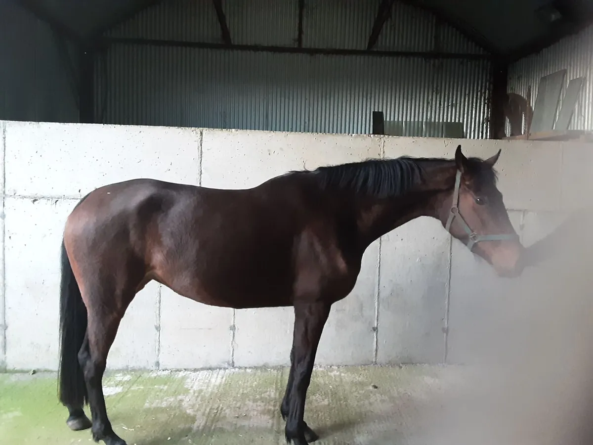 Tb Filly - Image 3