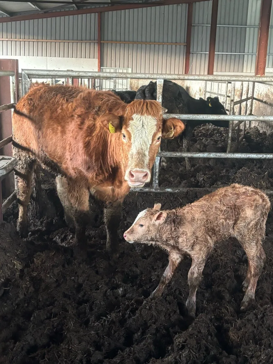 ⭐️⭐️SUPER LIMOUSINE SPRINGER⭐️⭐️ - Image 1