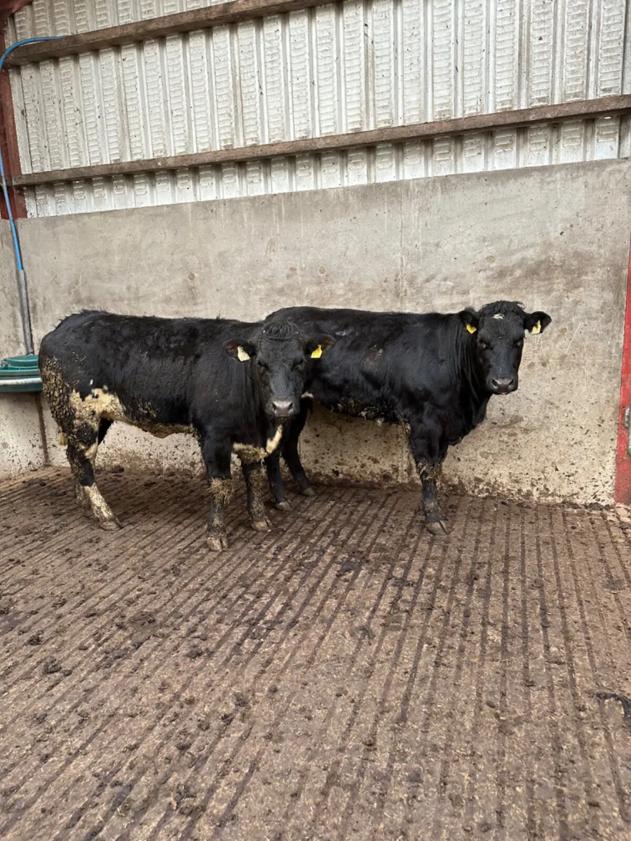 Bulling heifers - Image 2