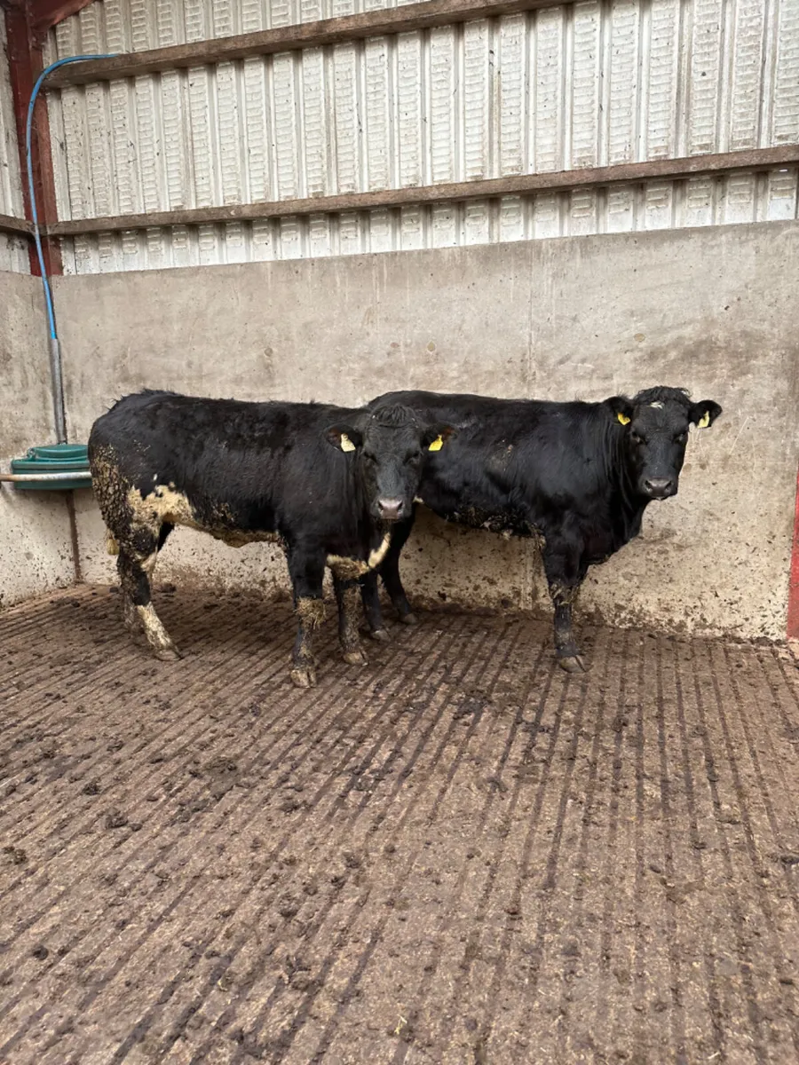 Bulling heifers - Image 1