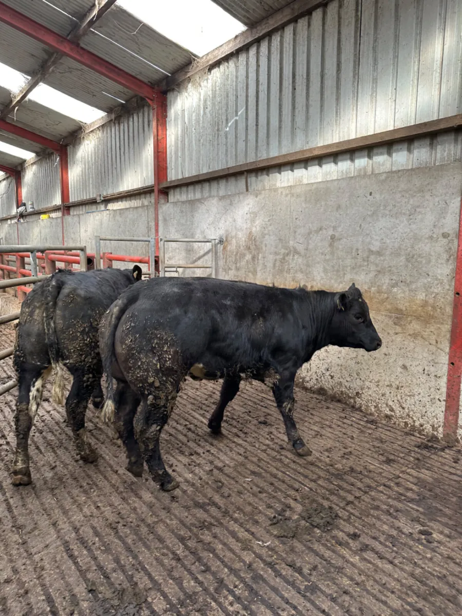 Bulling heifers - Image 3