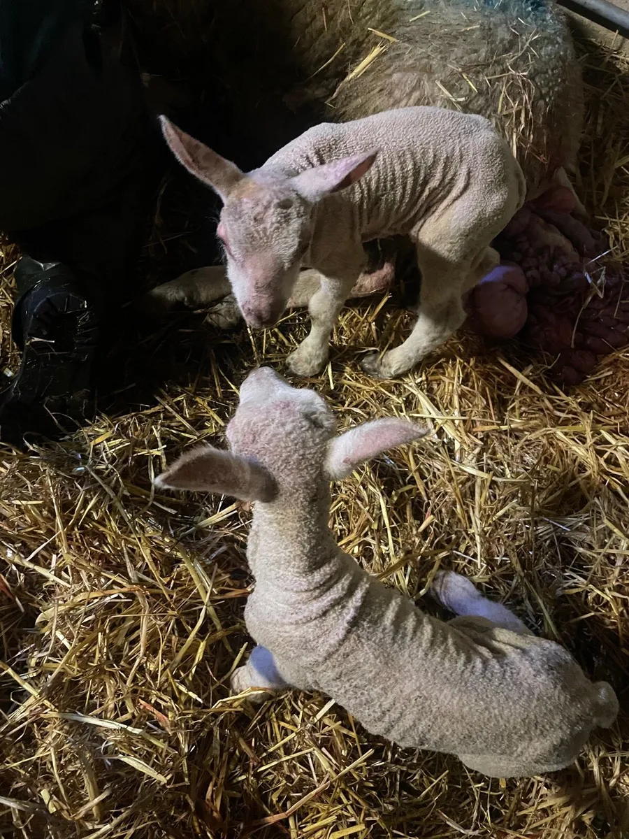 Pet lambs - Image 4