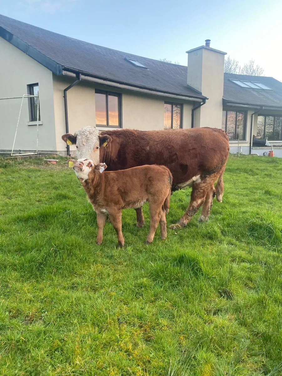 ⭐️First Calver with show calf at foot ⭐️ - Image 2