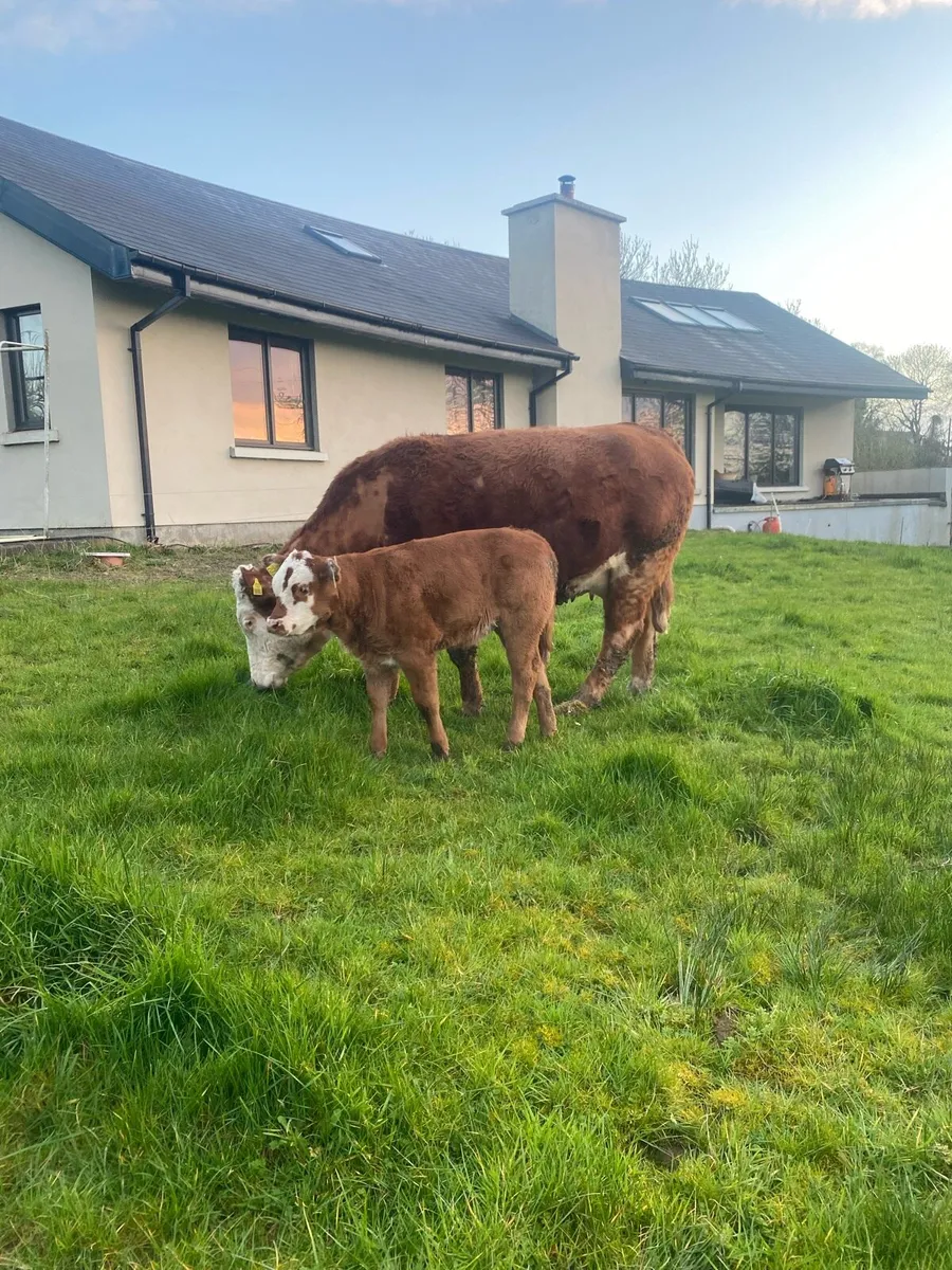 ⭐️First Calver with show calf at foot ⭐️ - Image 3