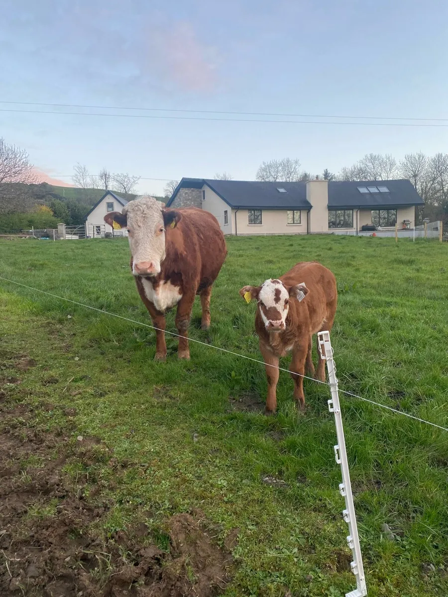 ⭐️First Calver with show calf at foot ⭐️ - Image 4
