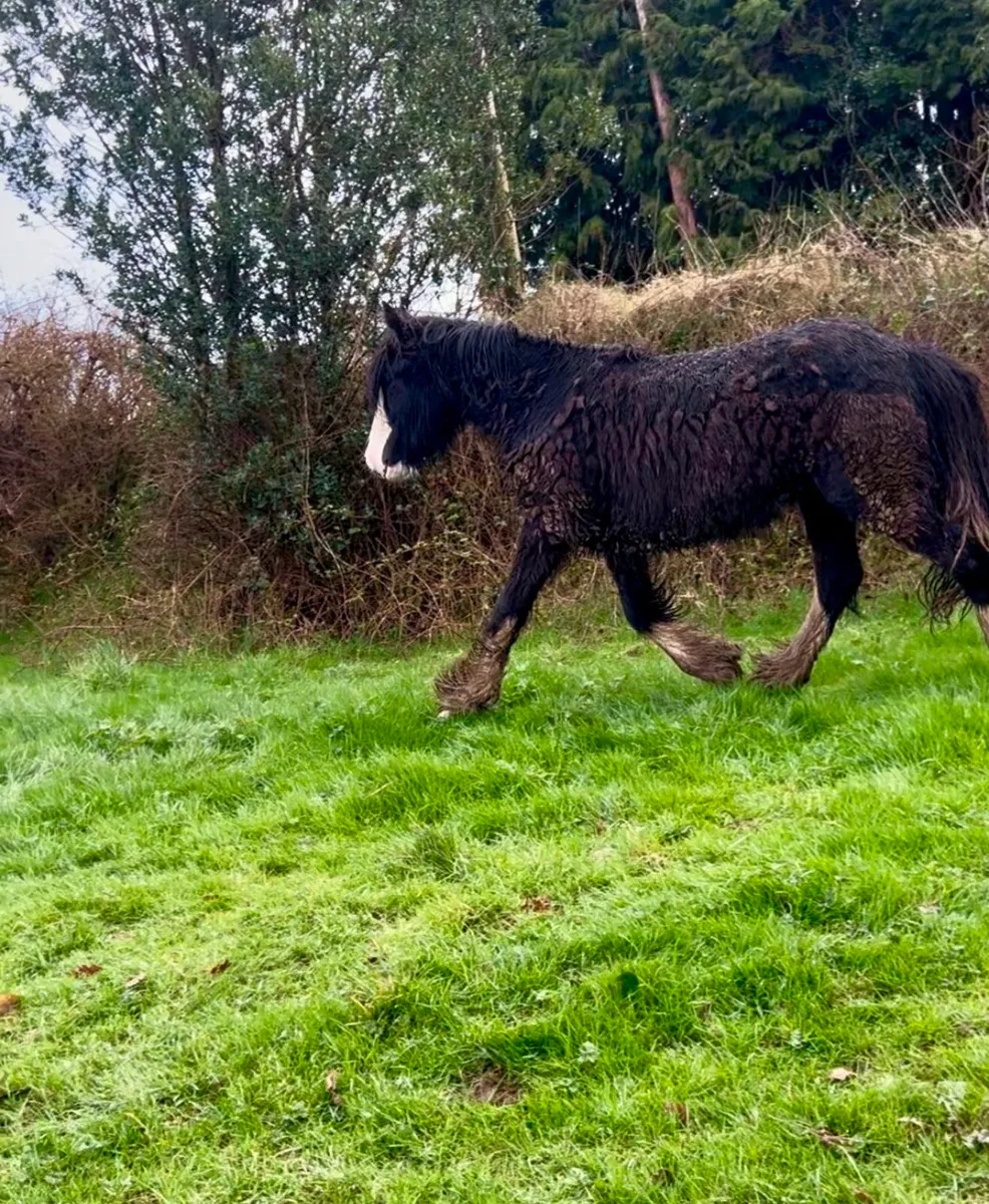 Future show cob - Image 2