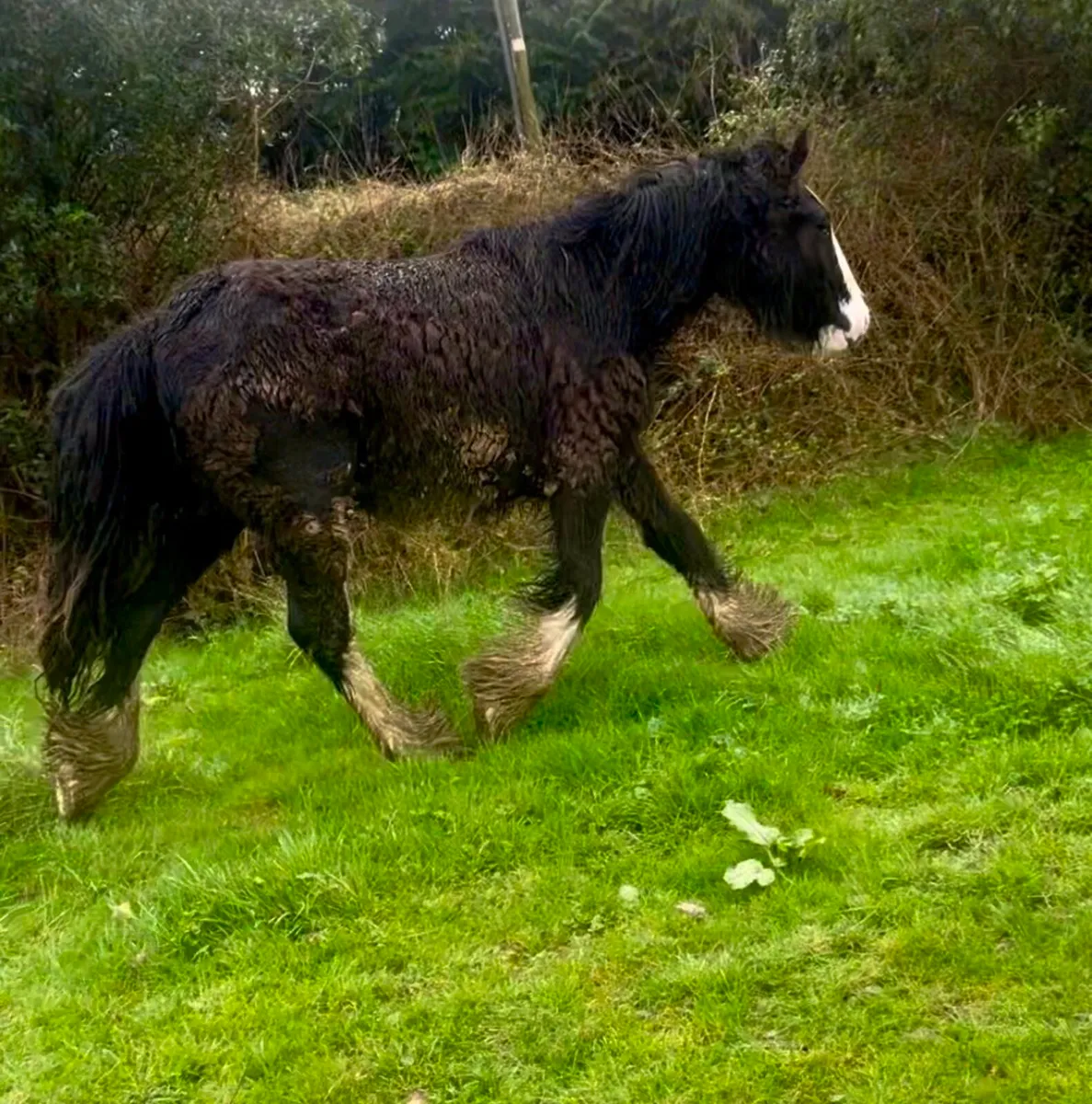 Future show cob - Image 4