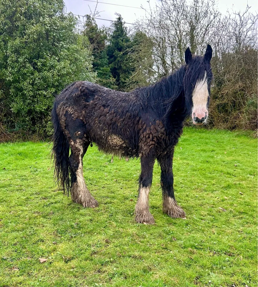 Future show cob - Image 3