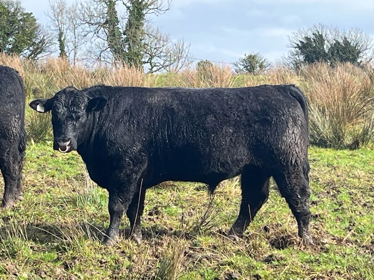 Pedigree Aberdeen Angus Bull - Image 1