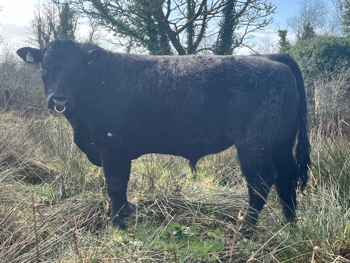 Pedigree Aberdeen Angus Bull - Image 2