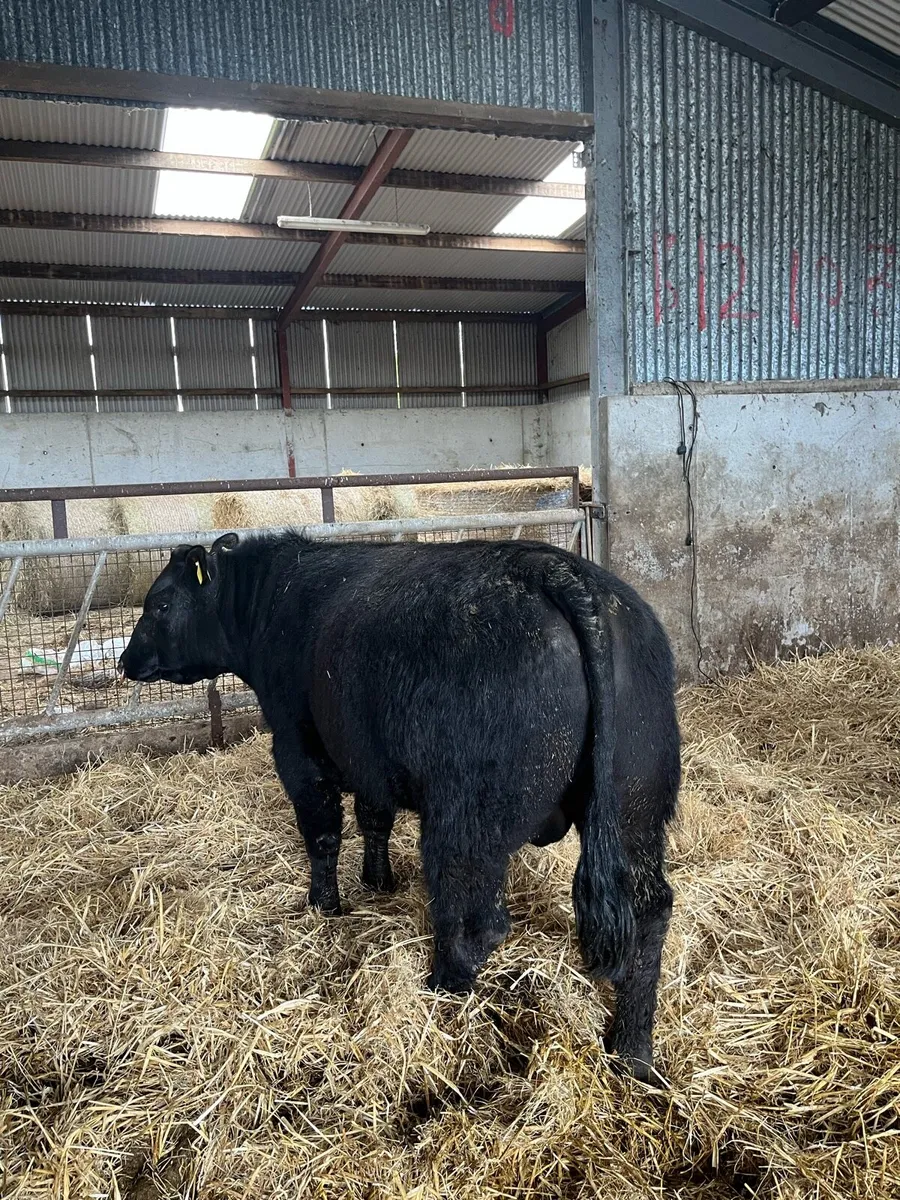 Pedigree Aberdeen Angus Bull - Image 3