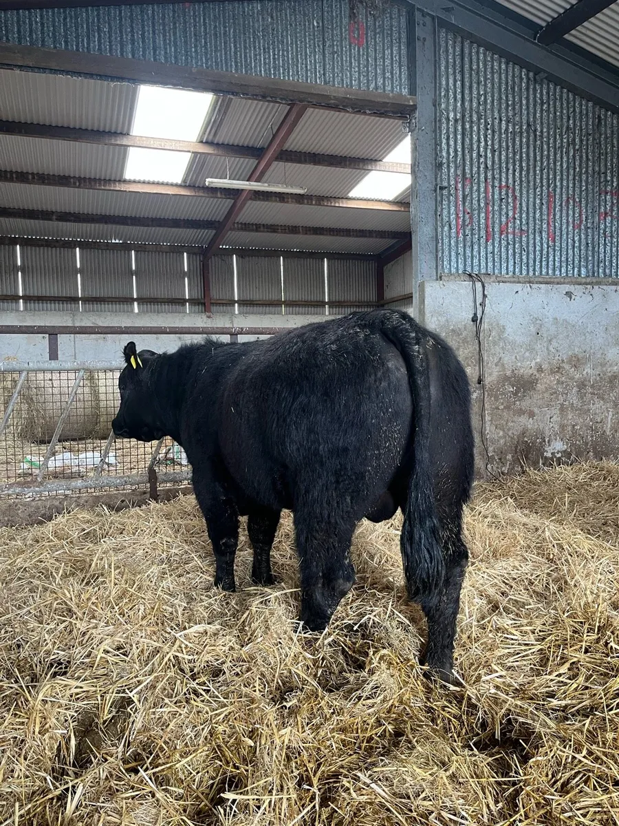 Pedigree Aberdeen Angus Bull - Image 4
