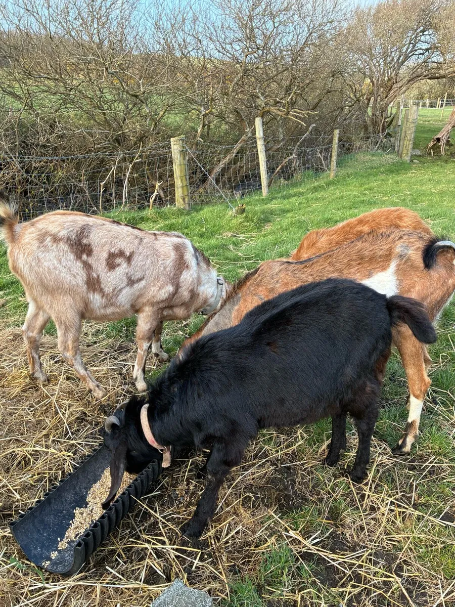 Goats- Nubian and Nubian /Guernsey - Image 3