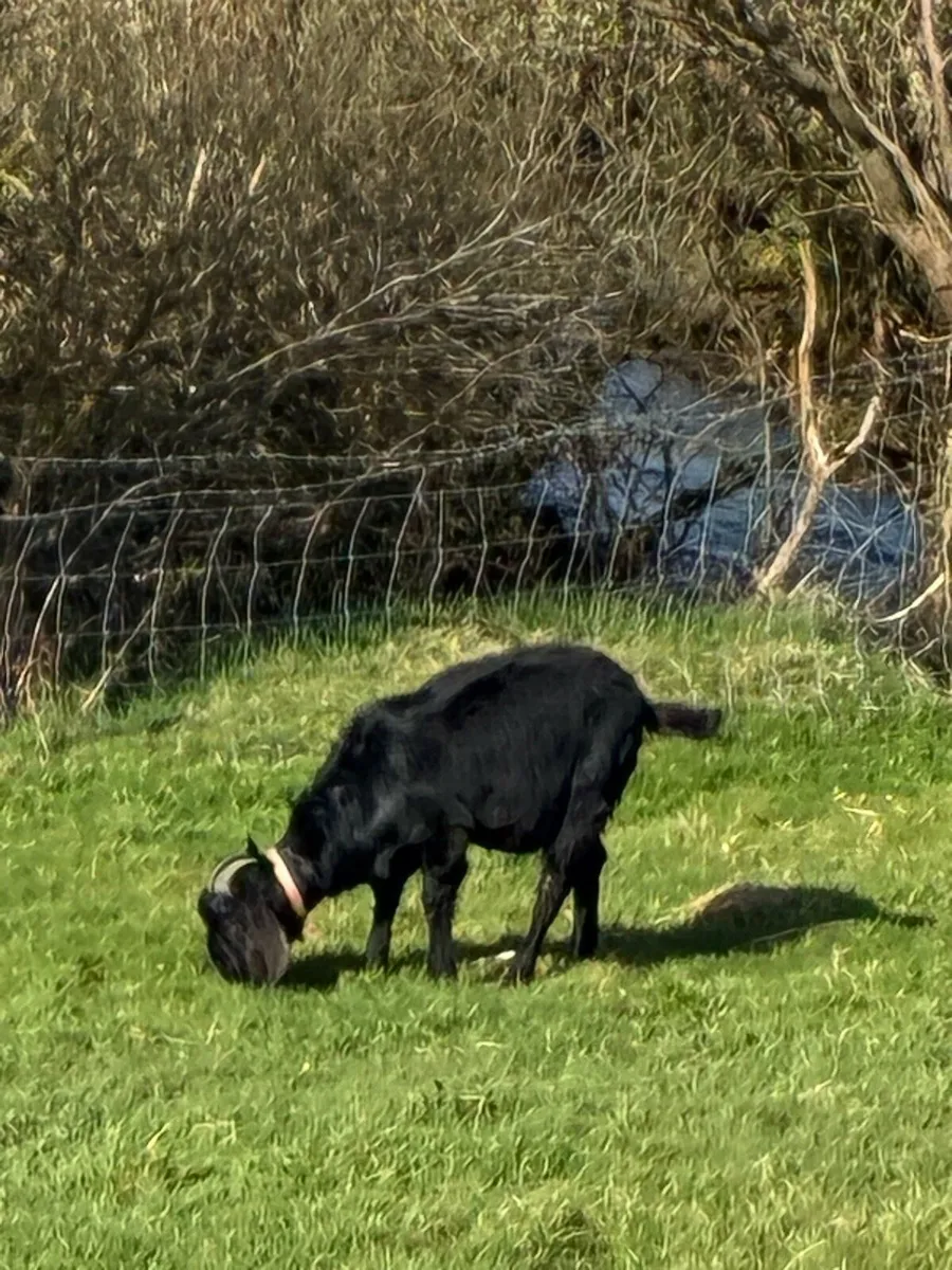 Goats- Nubian and Nubian /Guernsey - Image 4