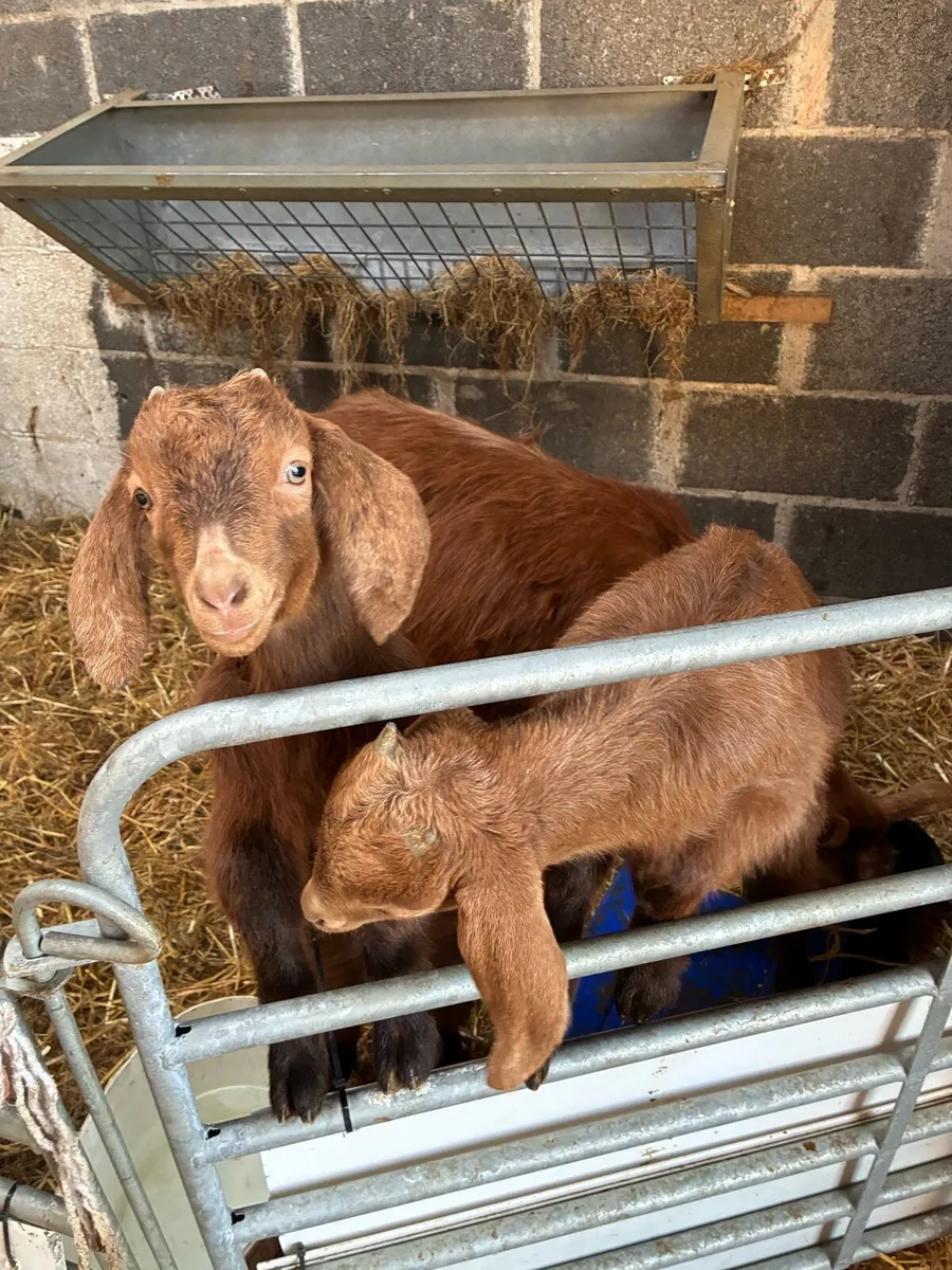 Goats- Nubian and Nubian /Guernsey - Image 1