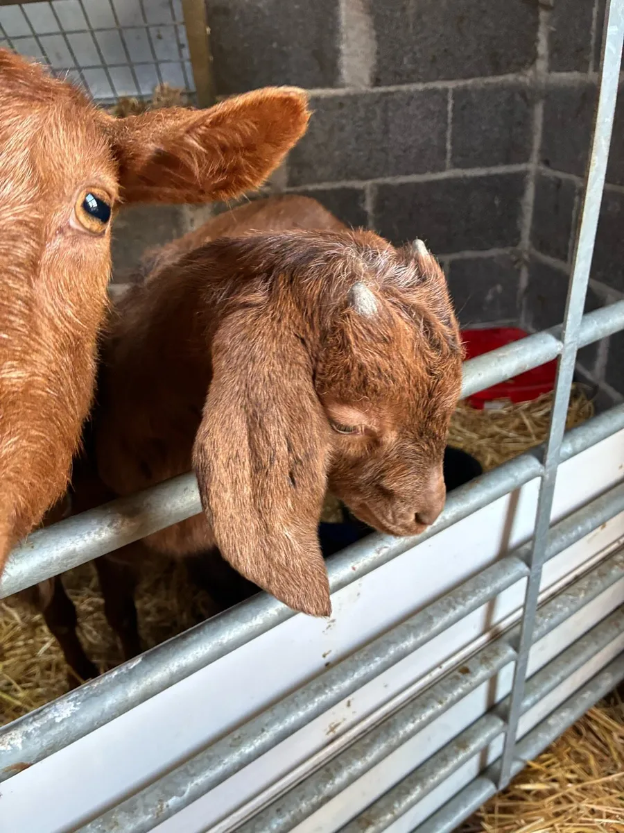 Goats- Nubian and Nubian /Guernsey - Image 2