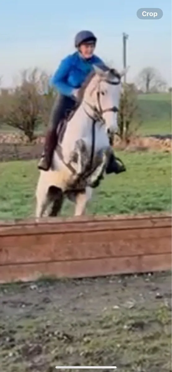 4yr old Gelding - Image 2