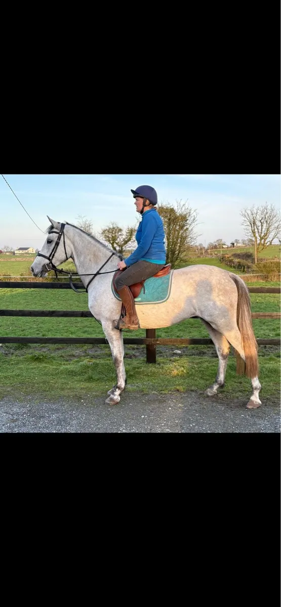 4yr old Gelding - Image 1