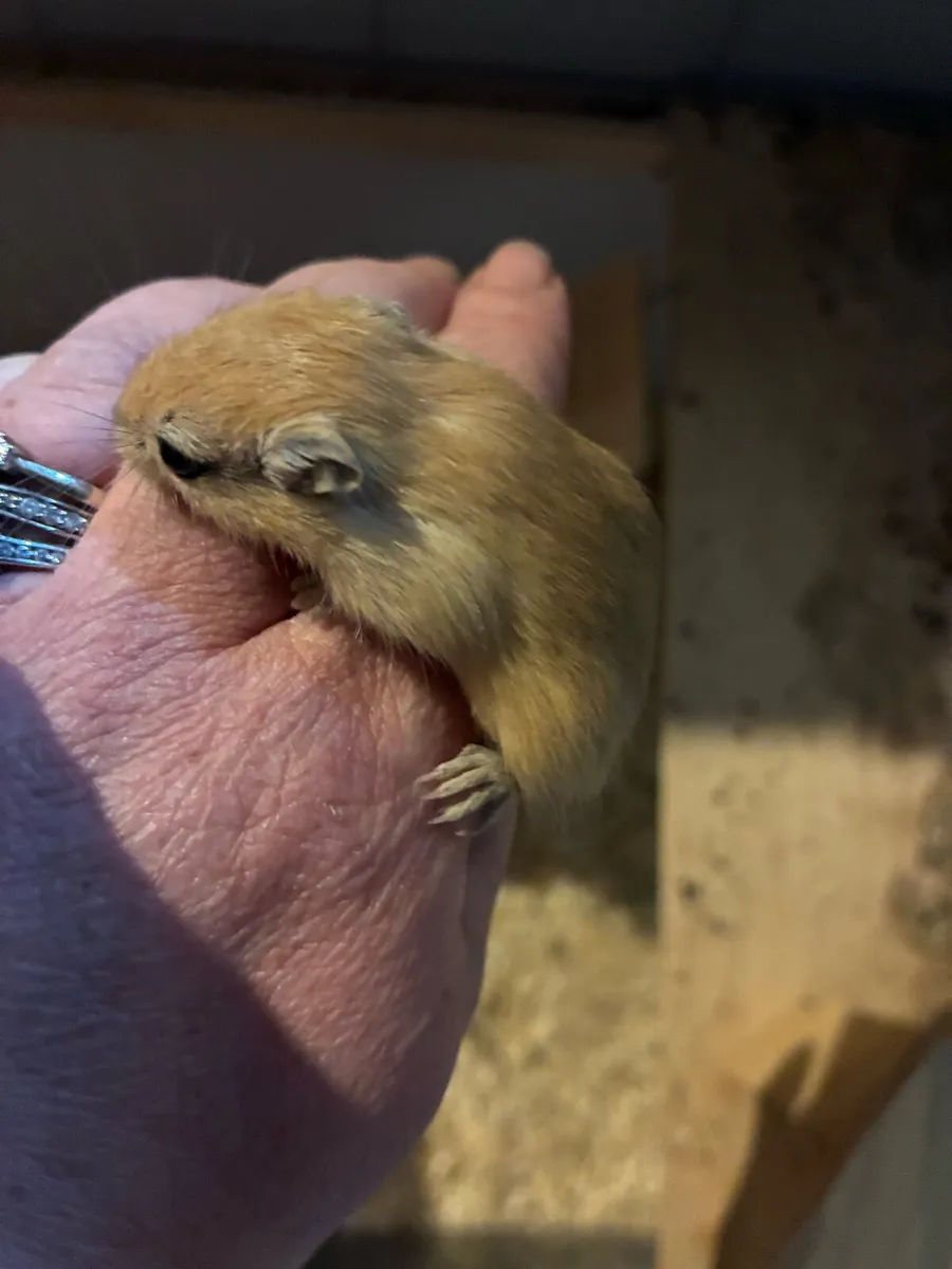 Baby gerbils - Image 1