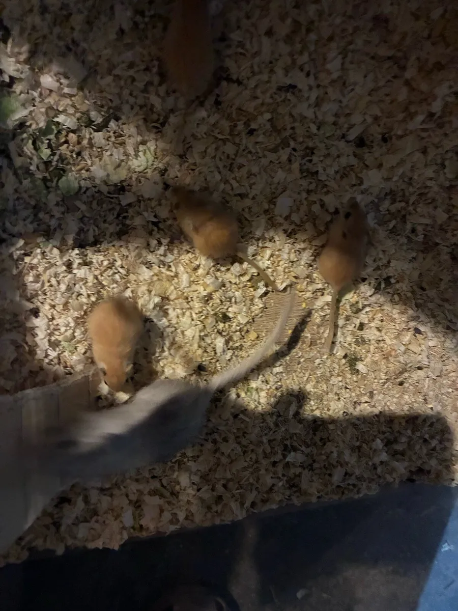 Baby gerbils - Image 2
