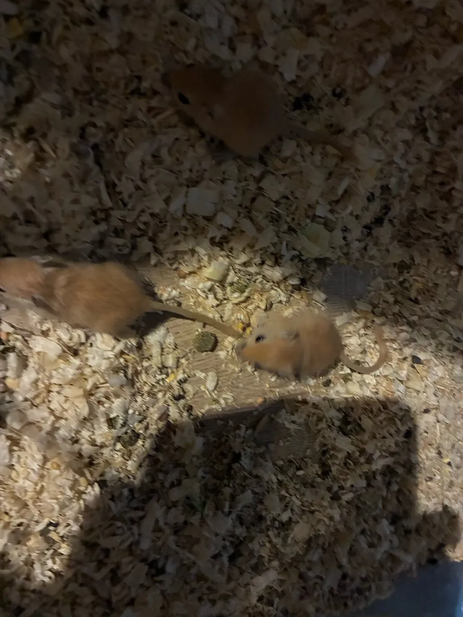 Baby gerbils - Image 3