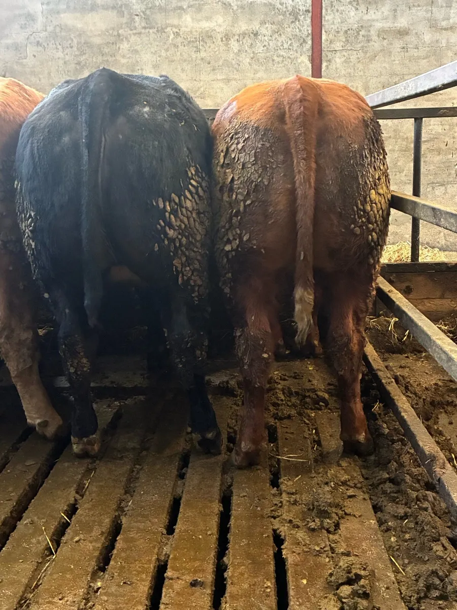 🌟Exceptional Incalf Heifers🌟 - Image 2