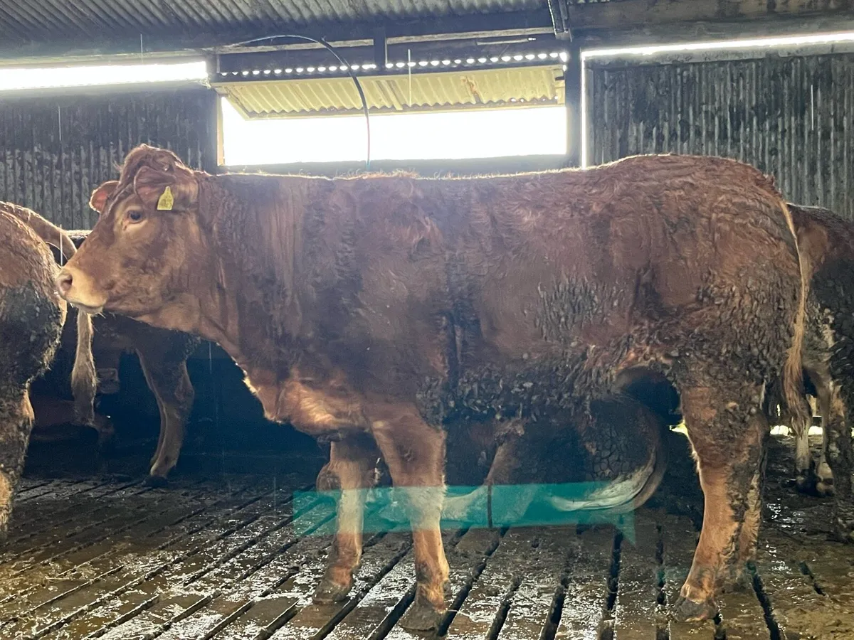 Pedigree and commercial Limousin heifers - Image 3