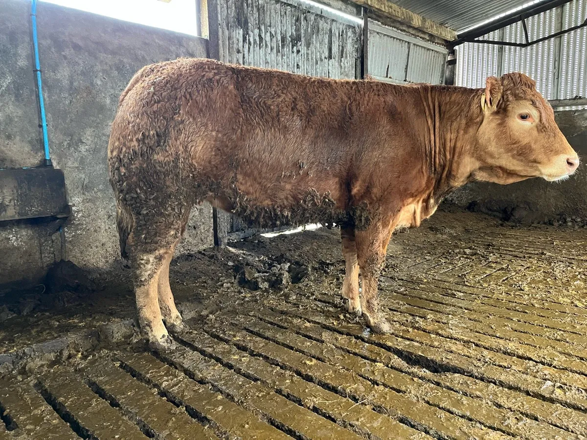 Pedigree and commercial Limousin heifers - Image 4