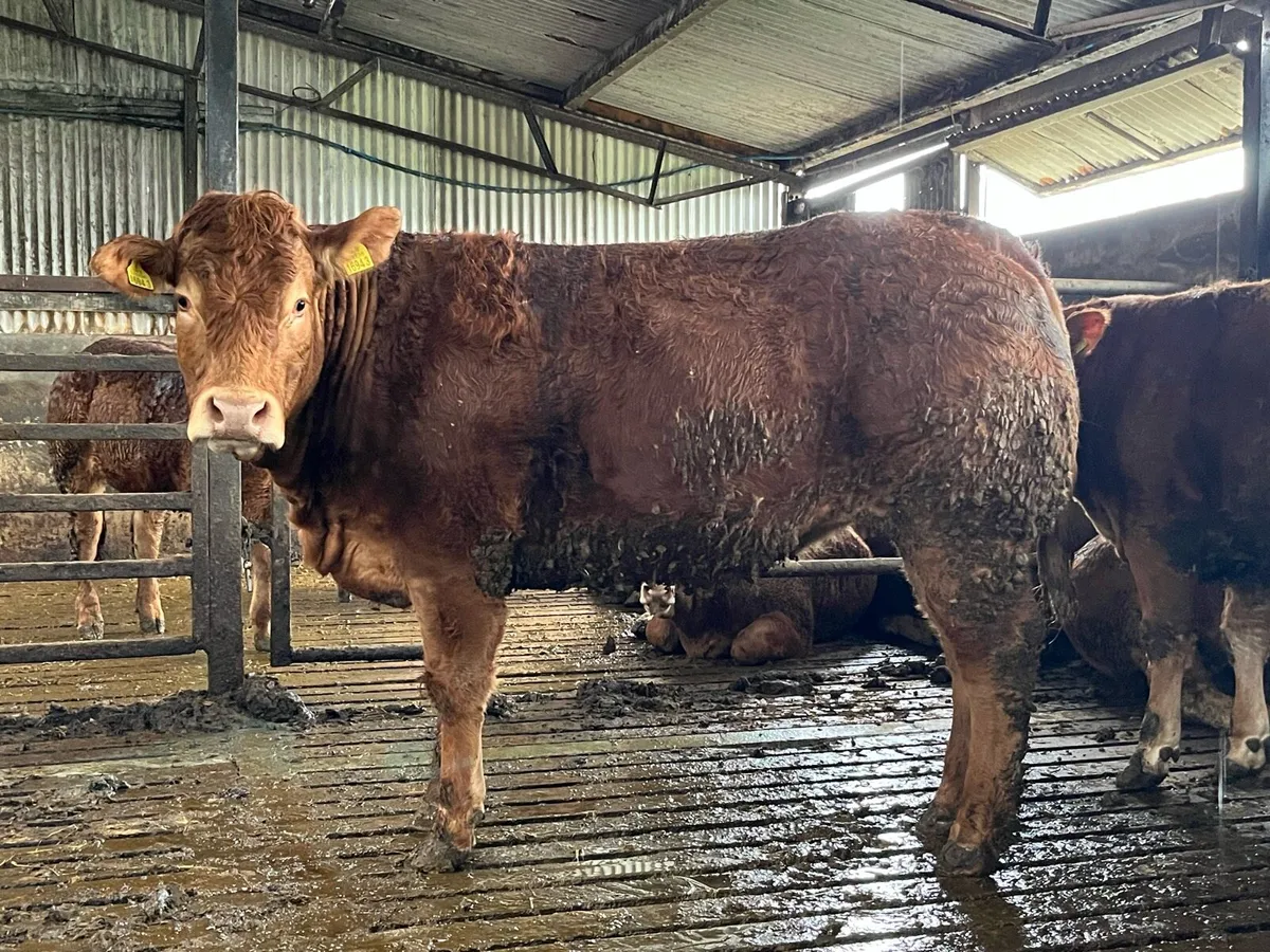 Pedigree and commercial Limousin heifers - Image 1