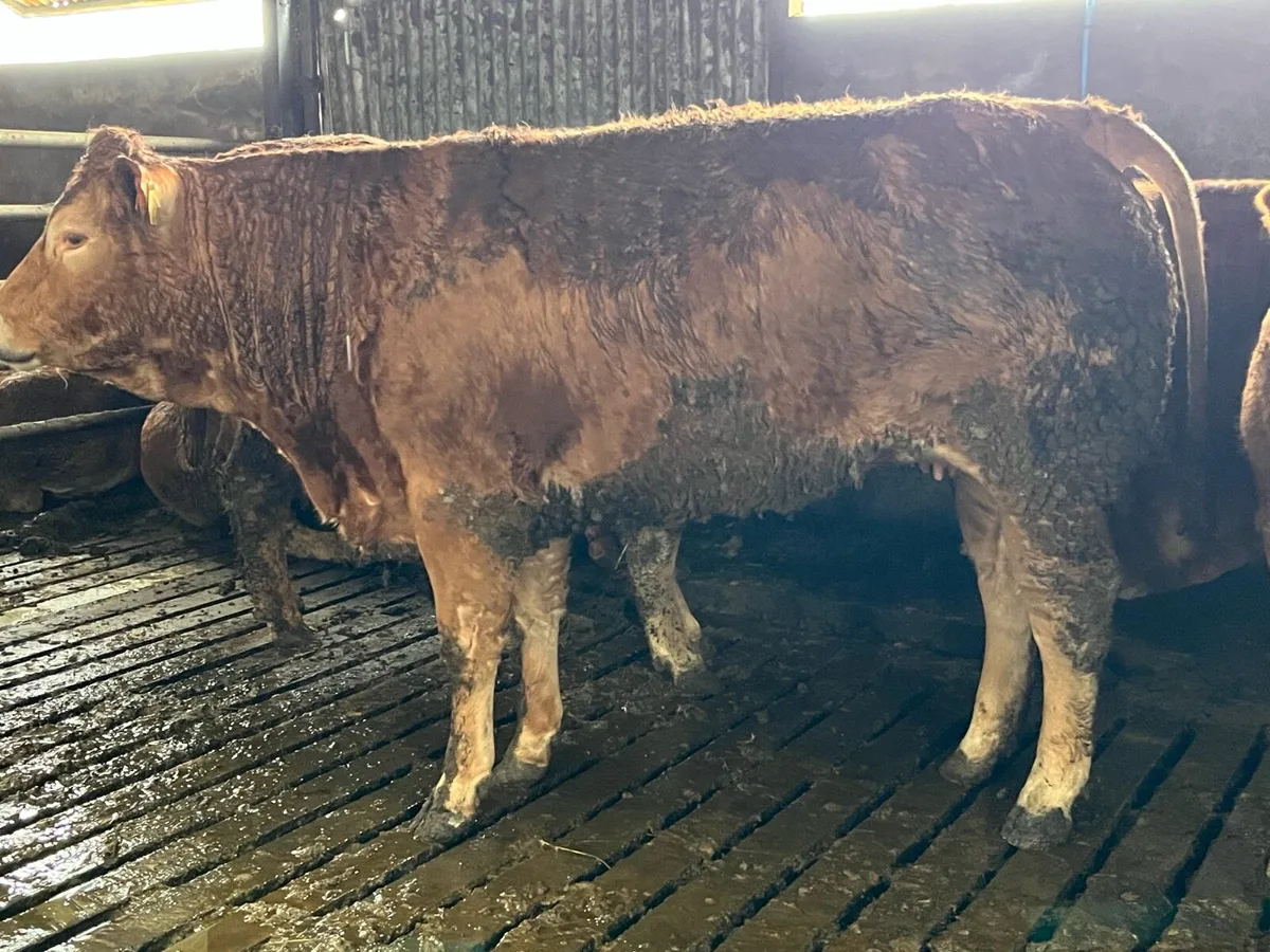 Pedigree and commercial Limousin heifers - Image 2