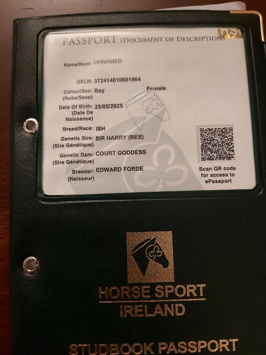 Stunning yearling for sale - Image 4