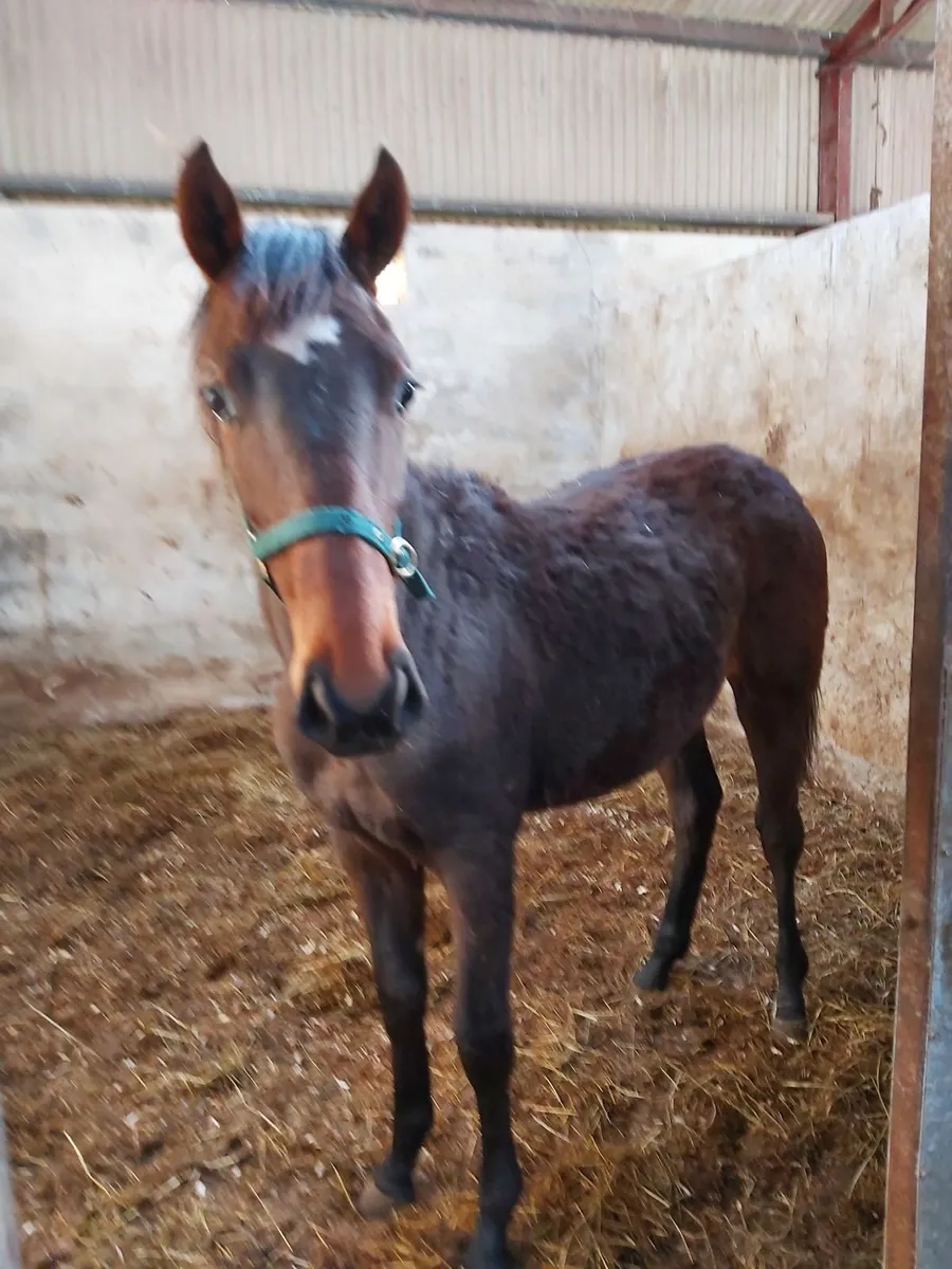 Stunning yearling for sale - Image 2