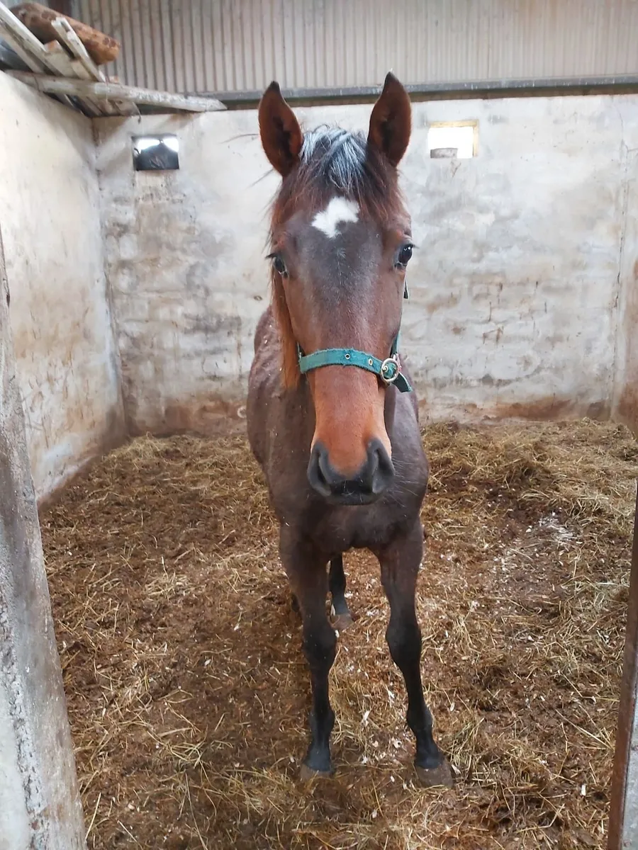 Stunning yearling for sale - Image 3