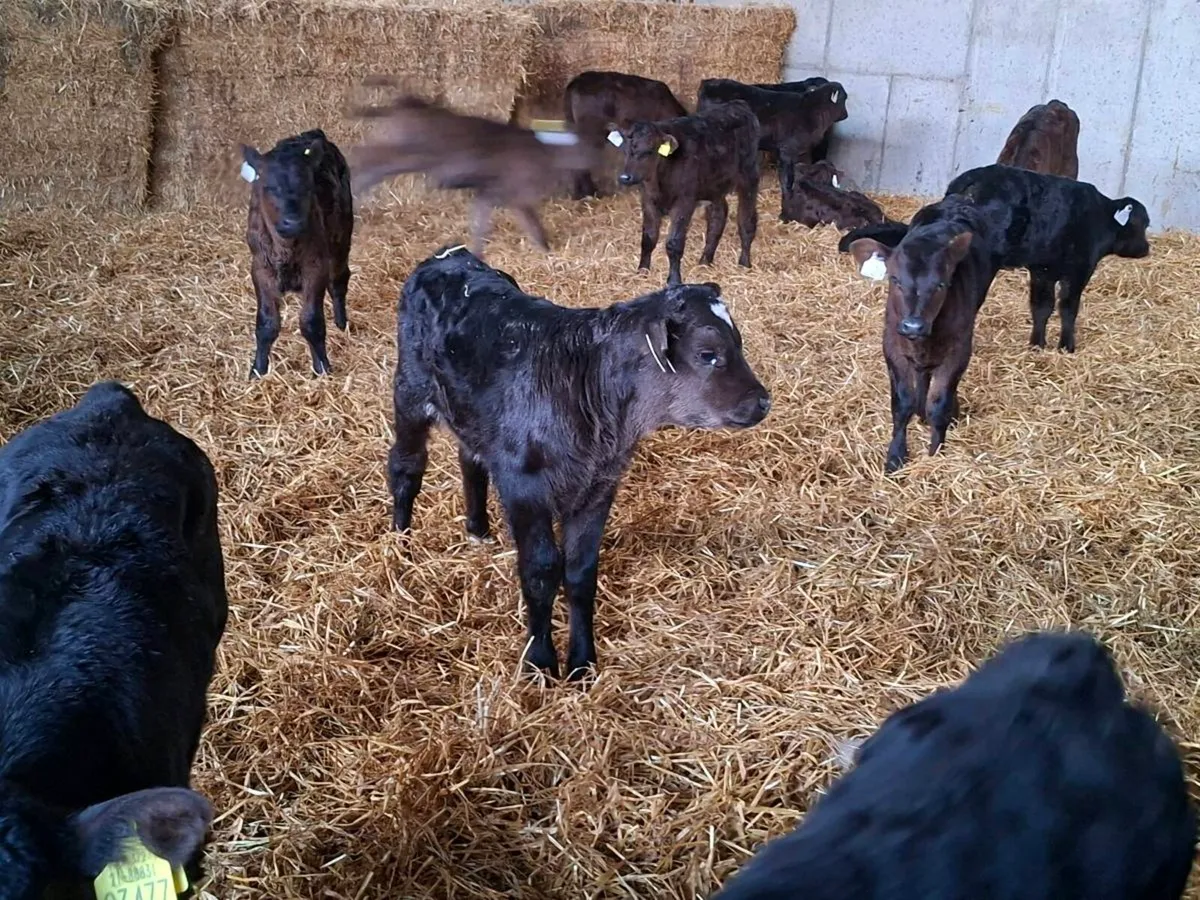 Limousine/Angus calves for sale - Image 1
