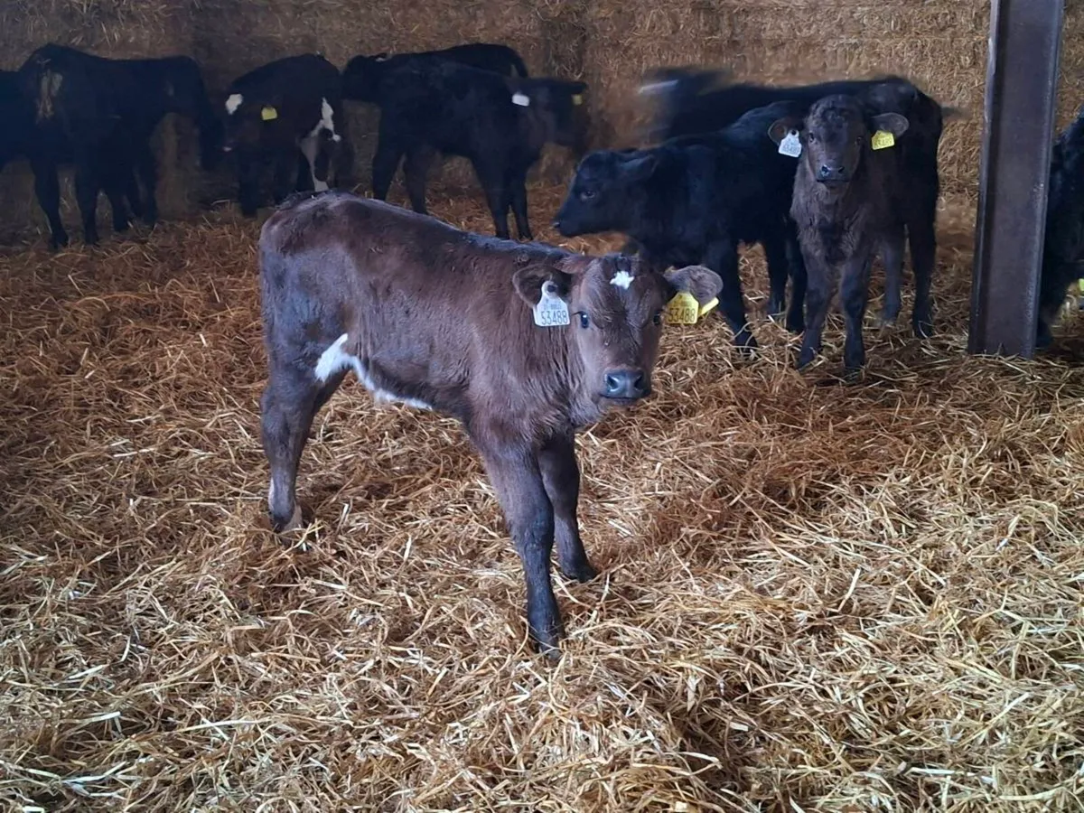 Limousine/Angus calves for sale - Image 2